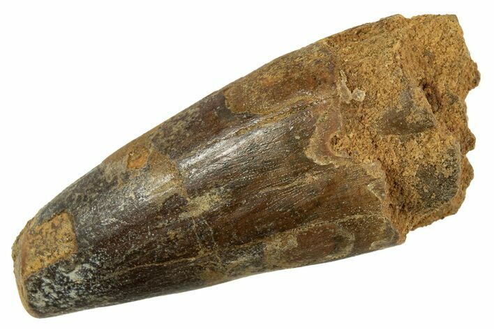 Fossil Spinosaurus Tooth - Feeding Worn Tip #344533